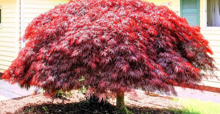 Top Small Trees For Space-Saving Connecticut Yards