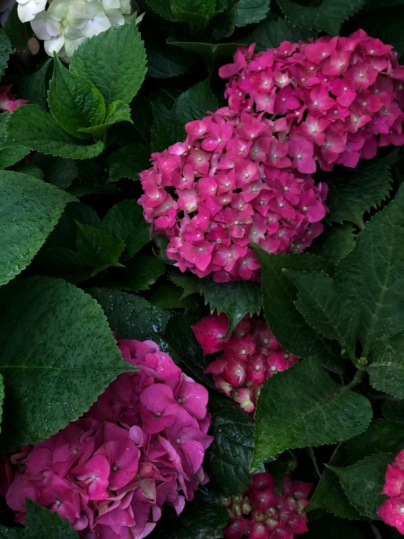 Top Up Mulch For Moisture Retention