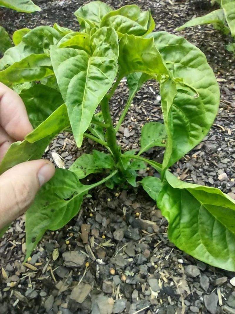Topping Helps Pepper Plants Grow Bushier And Stronger
