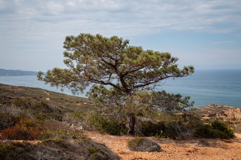 Torrey Pine Is Harder To Find Than Expected Torrey Pine Is Harder To Find Than Expected