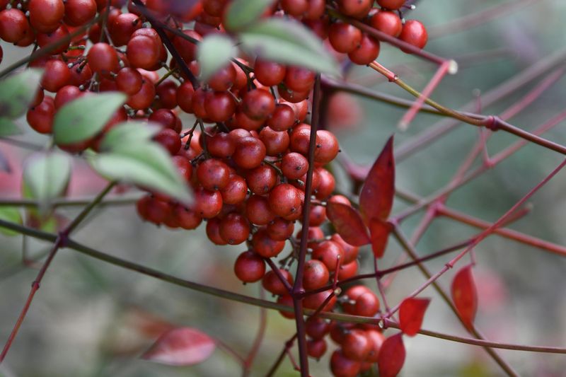 Toxic Berries To Birds