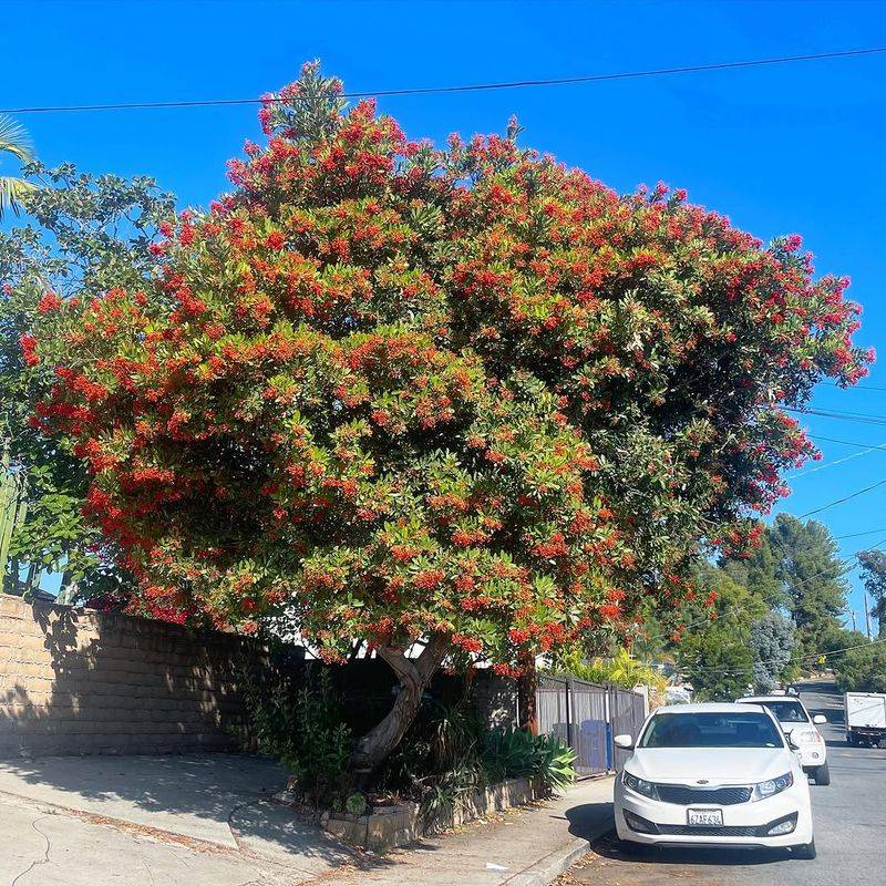 Toyon