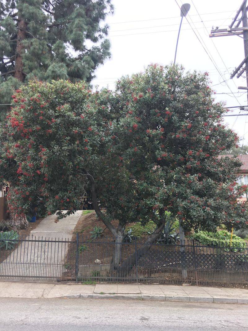Toyon Can Grow Too Close