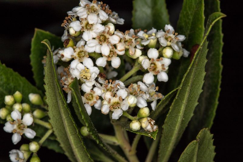Toyon 