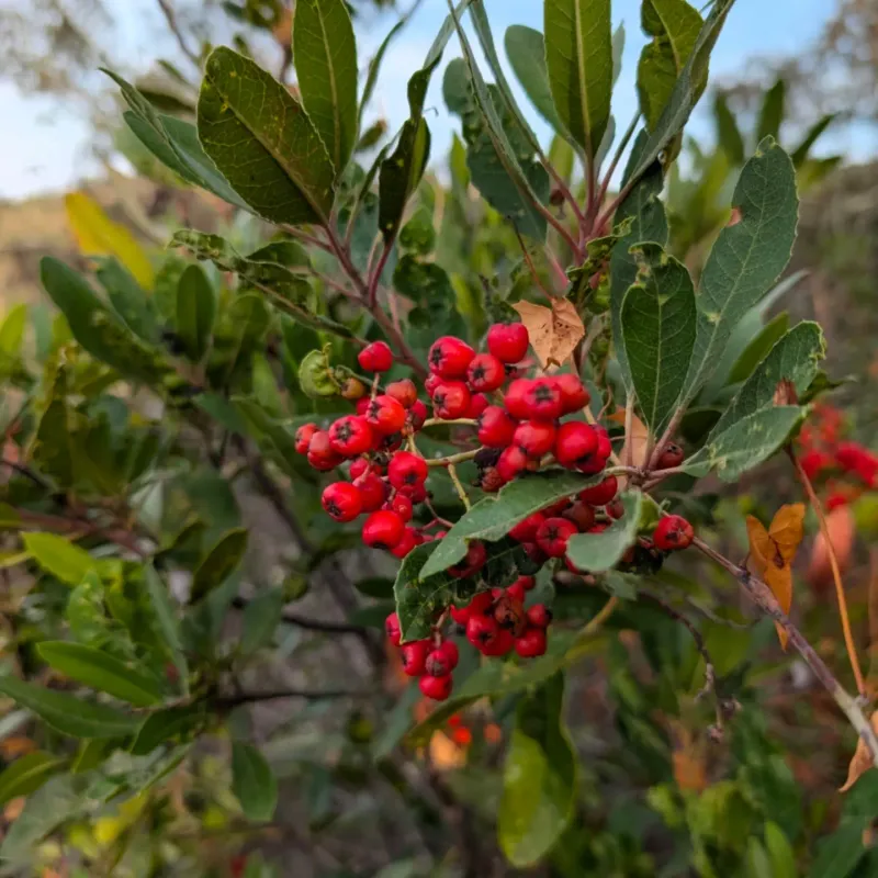 Toyon