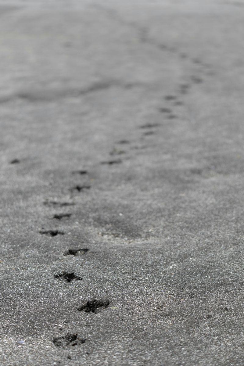 Tracks In Mud Or Soft Soil