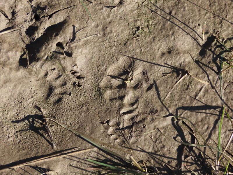 Tracks With Five Toes And Claw Marks In Soft Soil