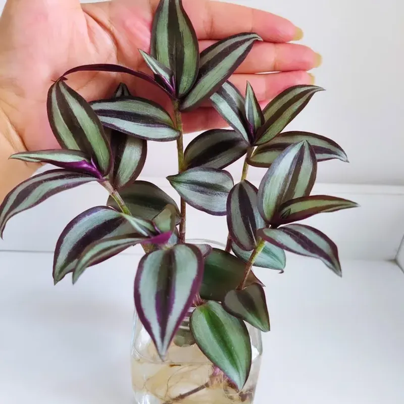Tradescantia (Tradescantia zebrina / fluminensis)