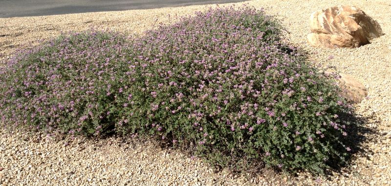 Trailing Indigo Bush Holds Slopes In Heat
