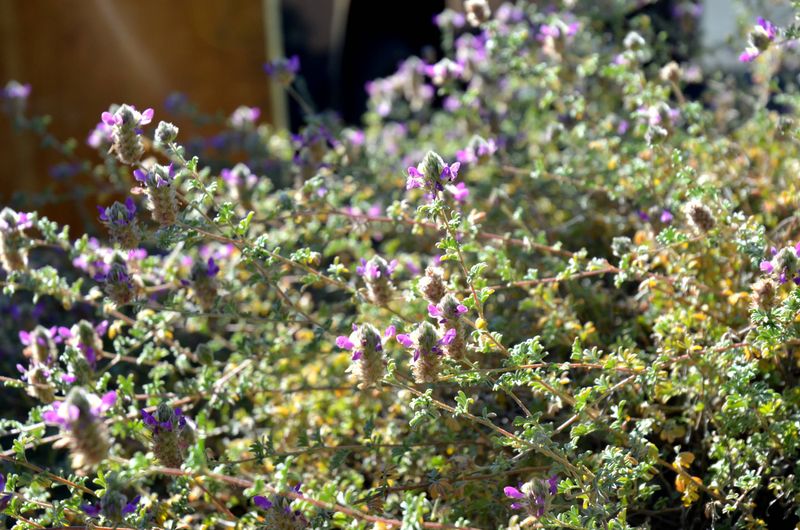 Trailing Indigo Bush Softens Bare Slopes Naturally