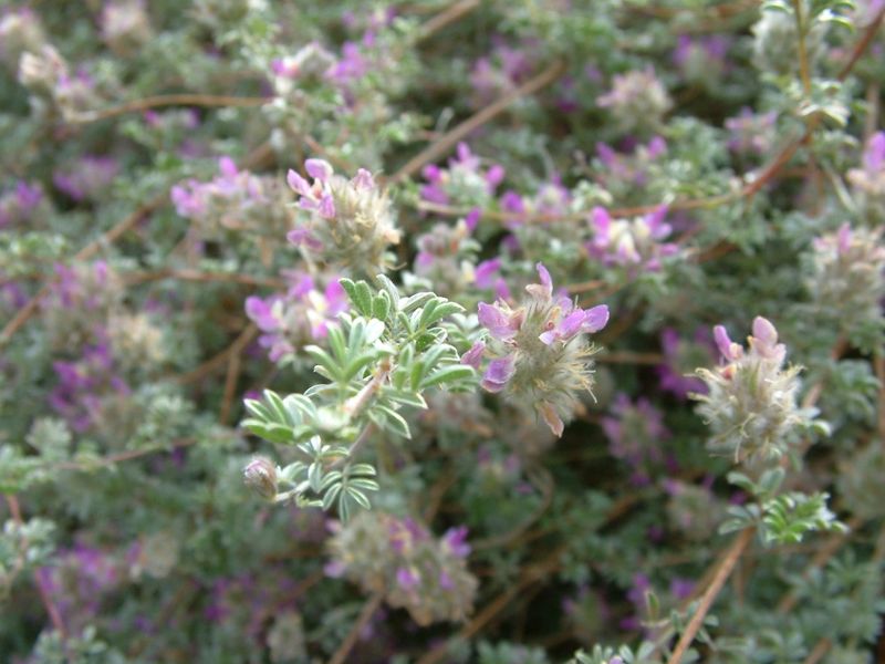 Trailing Indigo Bush Spreads Comfortably Across Hot Slopes Trailing Indigo Bush Spreads Comfortably Across Hot Slopes