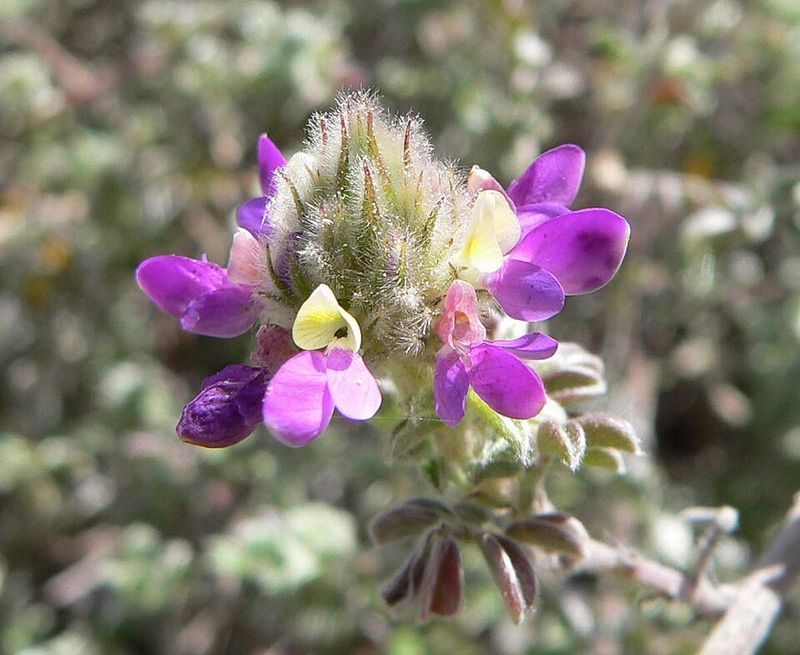 Trailing Indigo Bush Survives Long Periods Without Rain