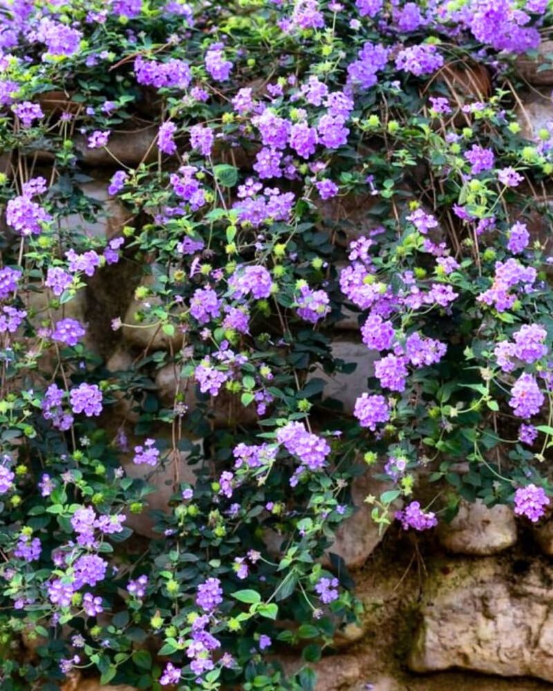 Trailing Lantana Grows Nicely Along Shallow Slopes