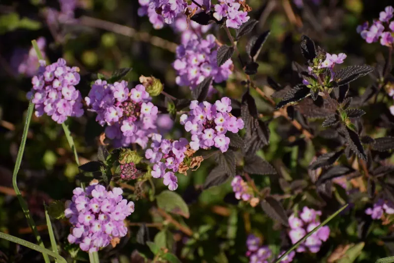 Trailing Lantana Handles Extreme Heat While Blooming For Months