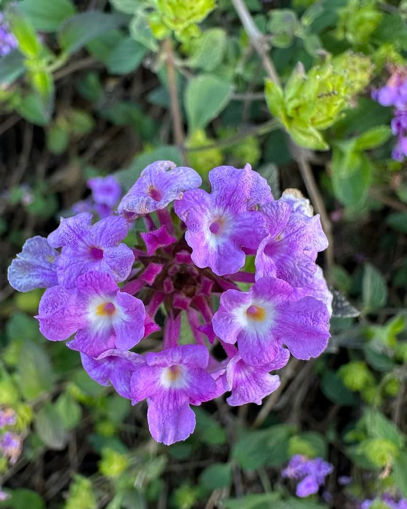 Trailing Lantana Holds Up Through Blazing Summers Trailing Lantana Holds Up Through Blazing Summers