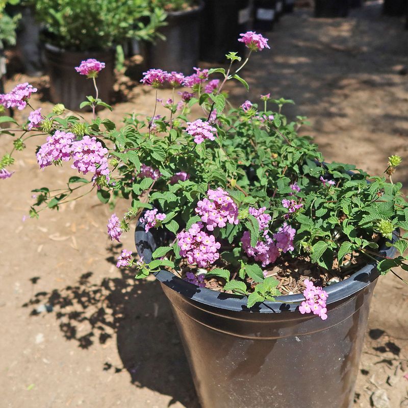 Trailing Lantana Spreads Beautifully Over Container Edges