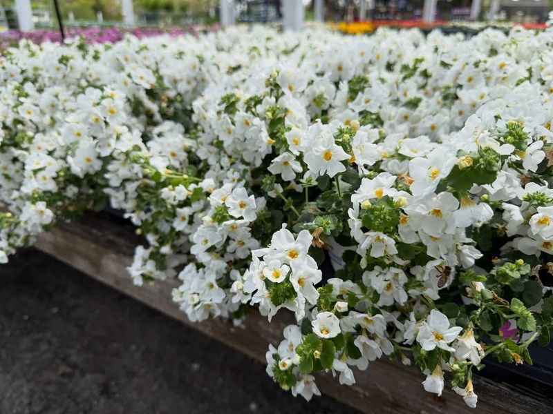 Trailing Lobelia & White Bacopa Trailing Lobelia & White Bacopa
