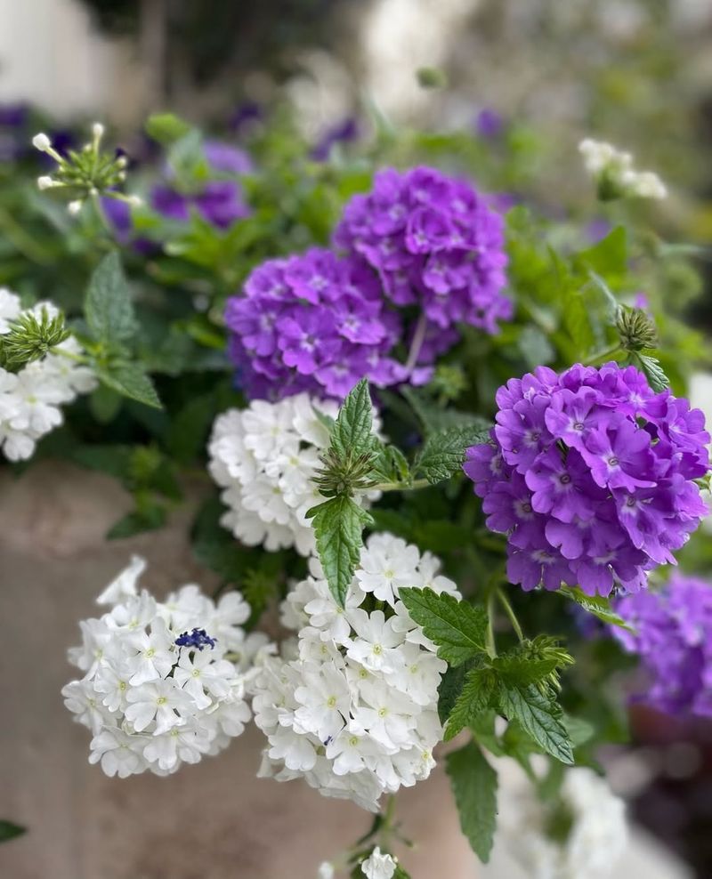 Trailing Purple Flowers Spread Across Warm Garden Beds Trailing Purple Flowers Spread Across Warm Garden Beds