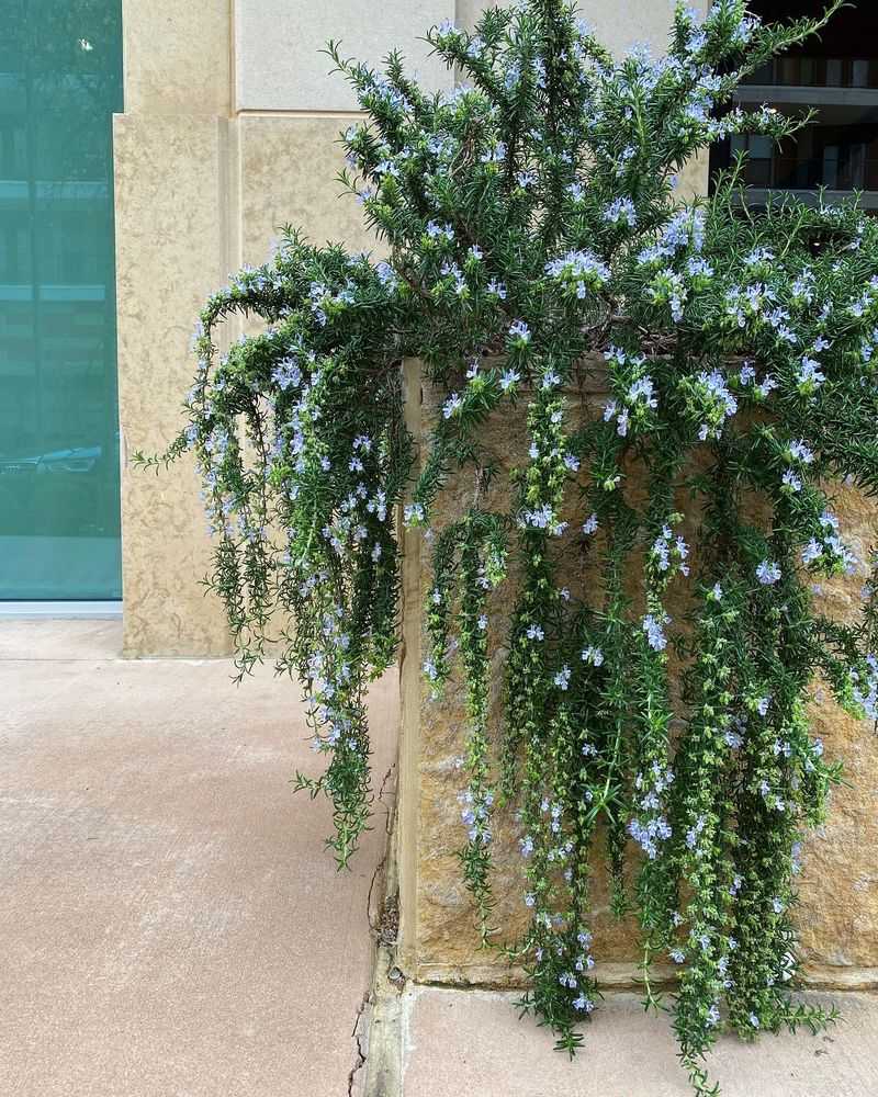 Trailing Rosemary Adds Structure And Scent
