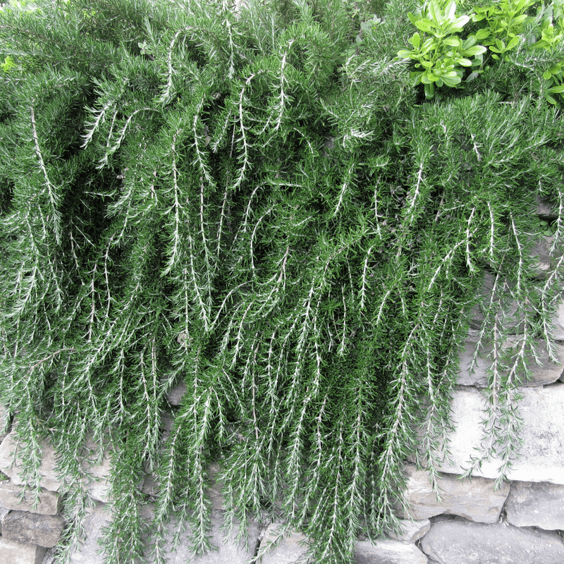 Trailing Rosemary Spills Over Sunny Slopes