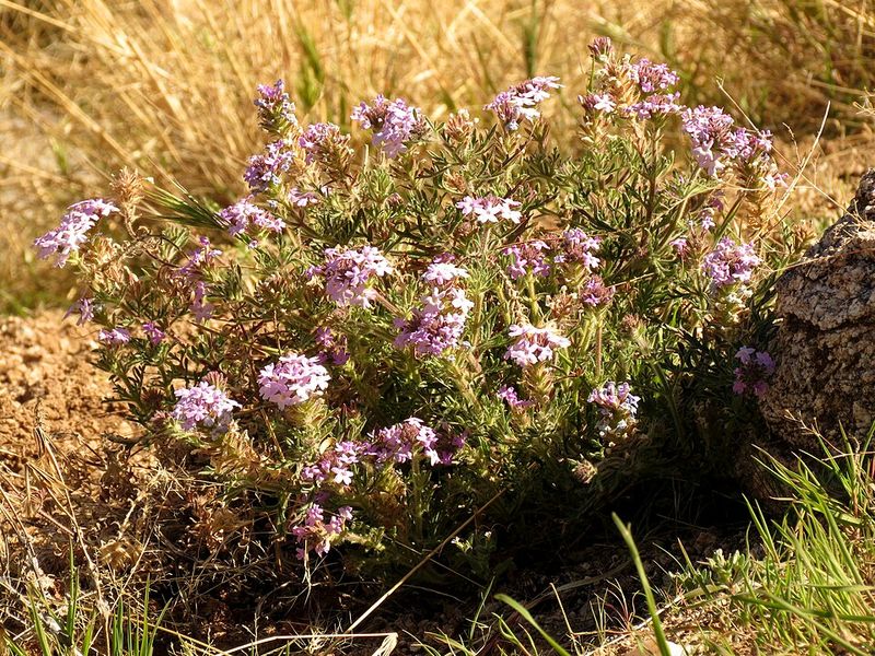 Trailing Verbena Lasts Longer In Fast Draining Soil