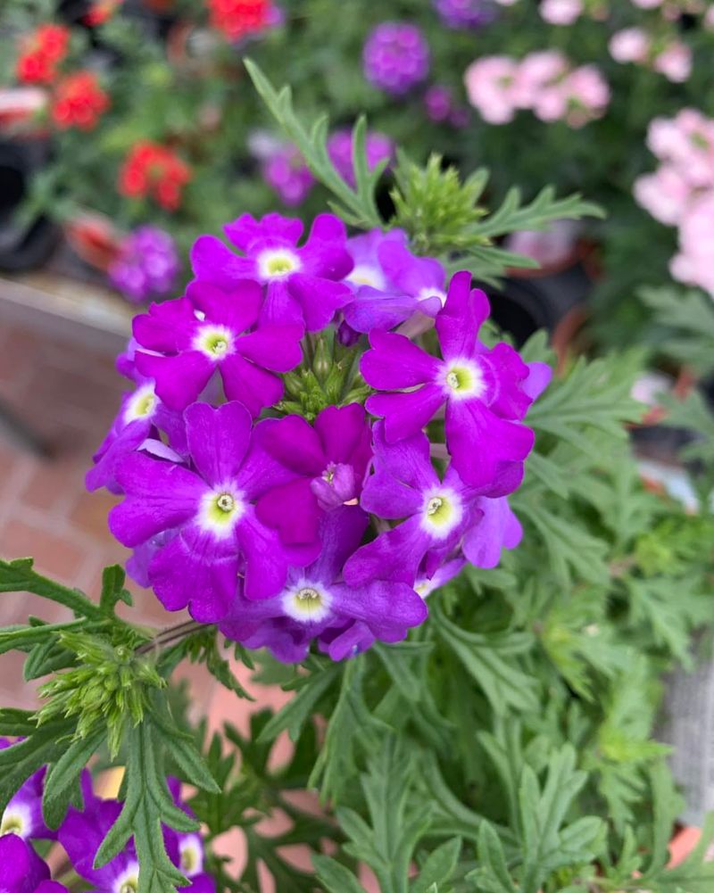 Trailing Verbena Spreads Purple Flowers Across Beds