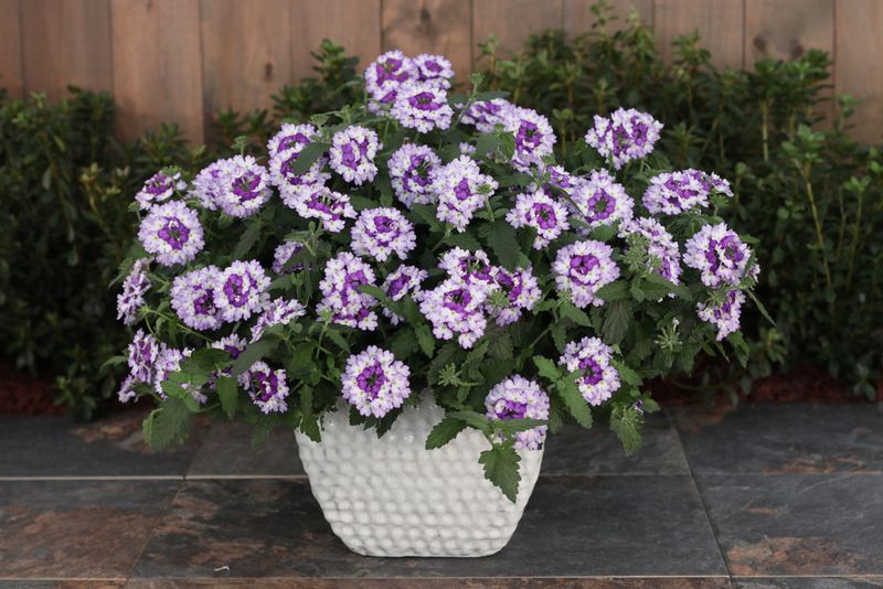 Trailing Verbena Spreads Quickly Around Pot Edges