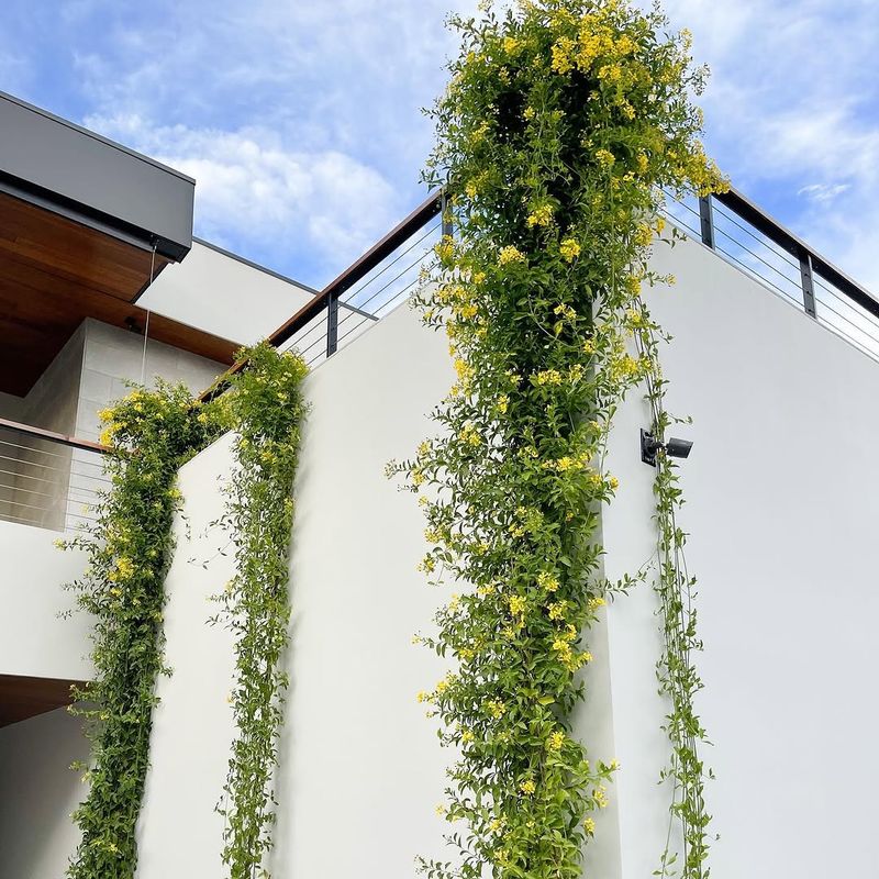 Train Butterfly Vine For Heat-Loving Height