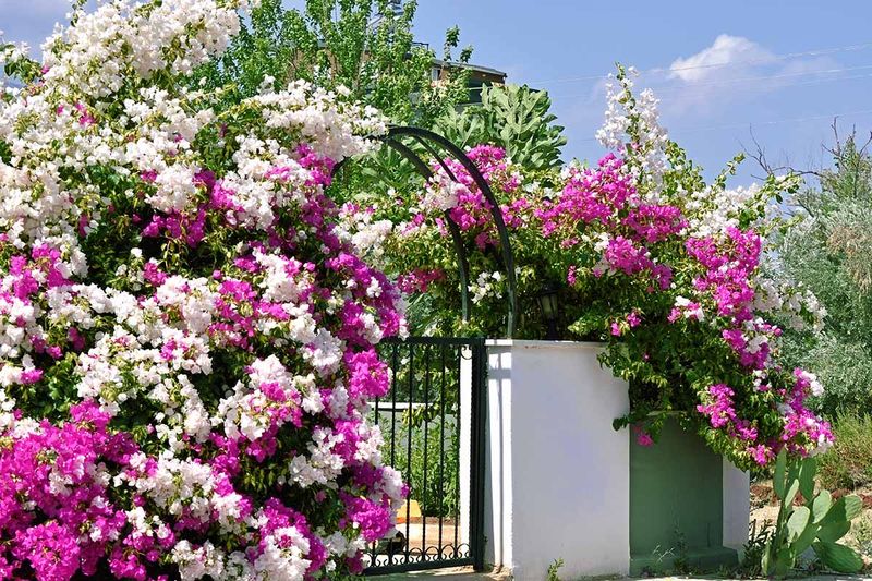 Train It Easily Along Fences And Trellises