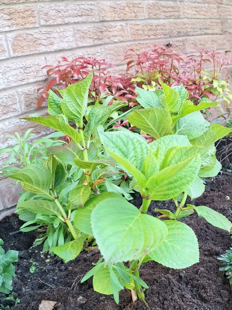 Transplant Cuttings Before Hot Weather Settles In Transplant Cuttings Before Hot Weather Settles In