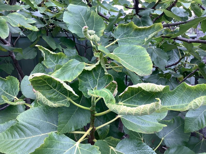 Transplant Or Root Stress Transplant Or Root Stress