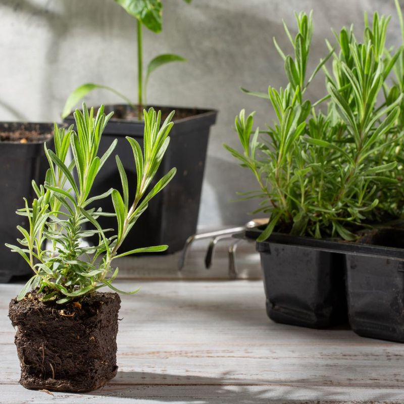 Transplant Rooted Cuttings Into Small Pots Before Garden Planting