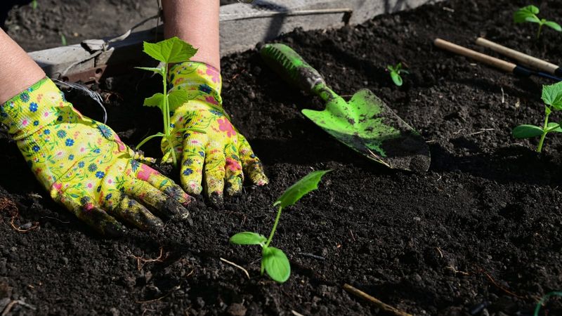 Transplant Smart And Direct Sow As A Backup