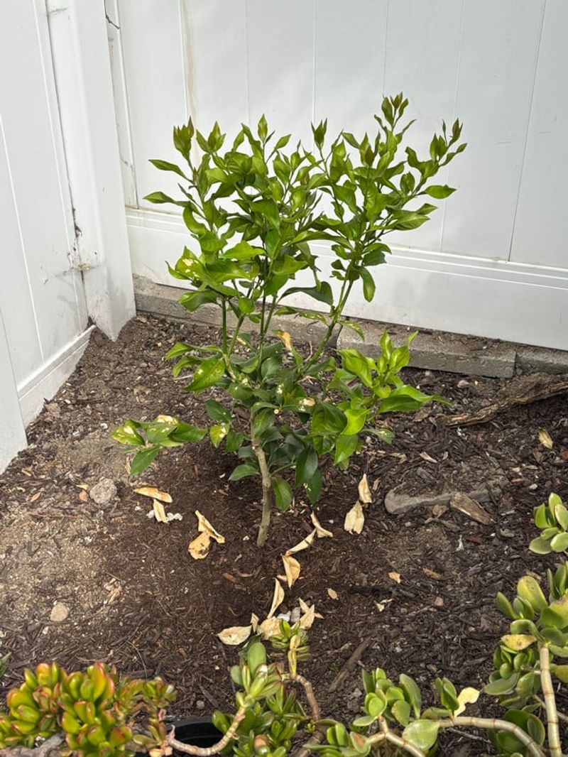 Transplant Young Trees Gradually Into Full Sun Transplant Young Trees Gradually Into Full Sun