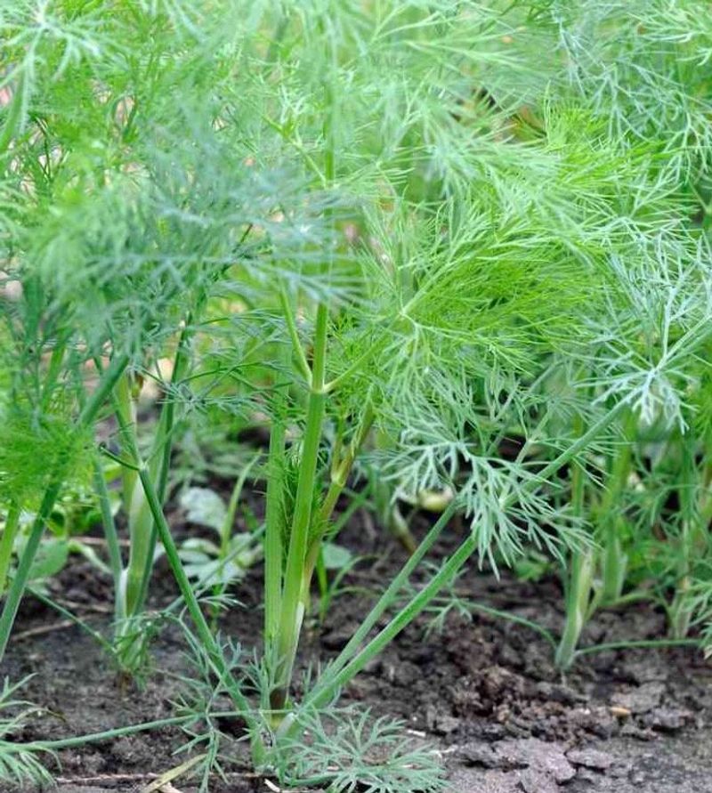 Transplanted Dill Bolts More Easily