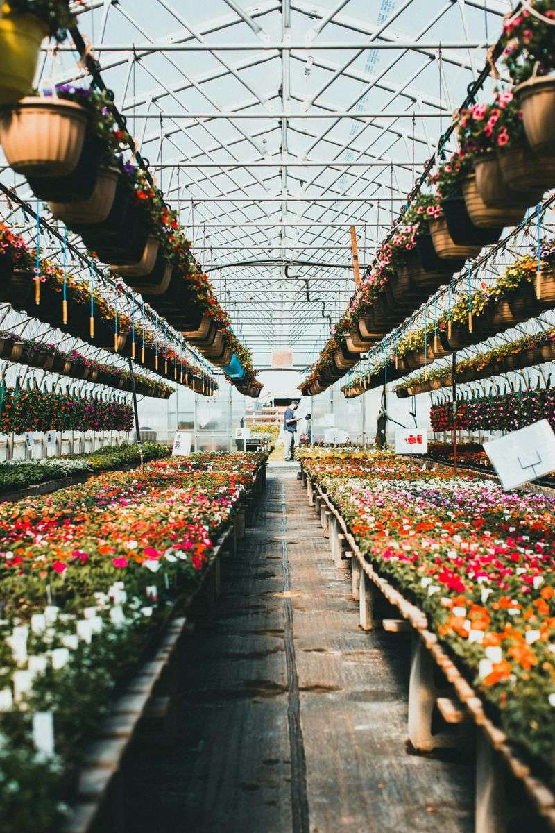 Transplants Beat Seeds Before Summer Heat