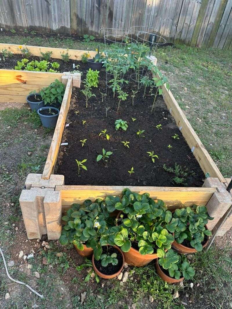 Transplants Can Sit Without Growing Transplants Can Sit Without Growing