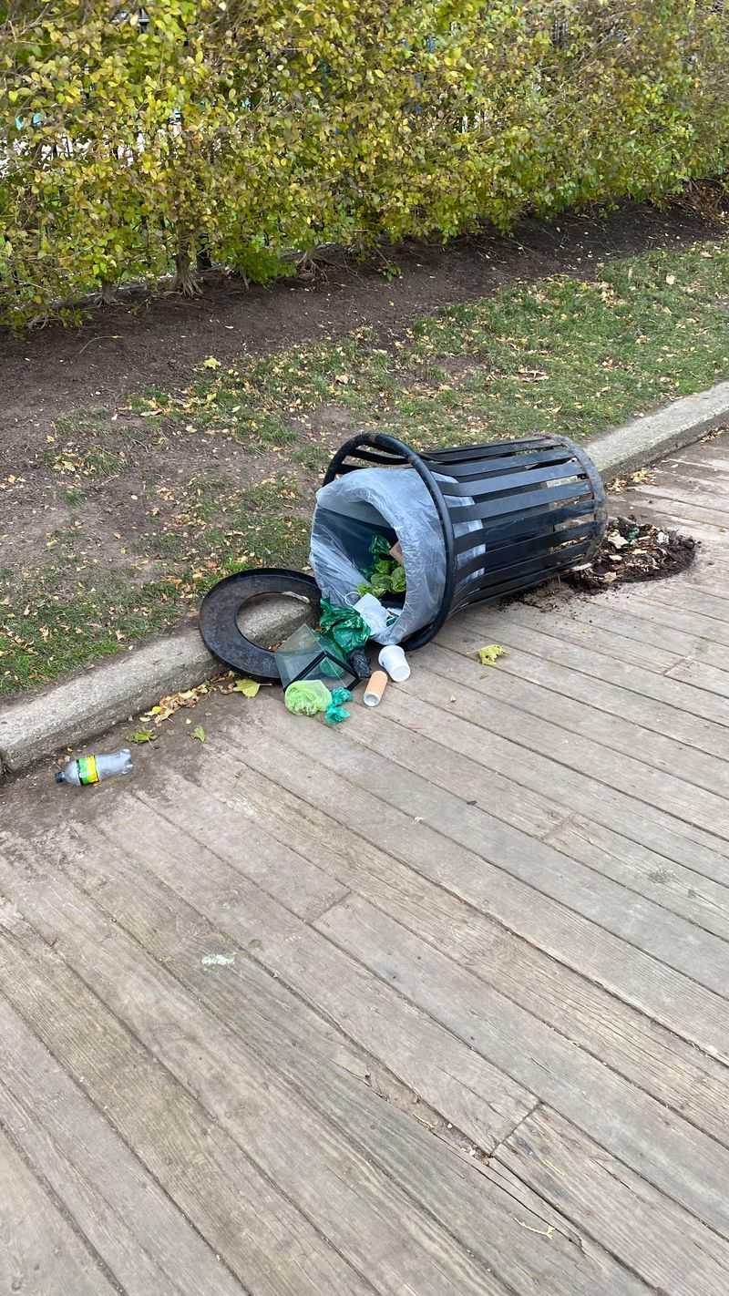 Trash Cans Keep Getting Raided Overnight Trash Cans Keep Getting Raided Overnight