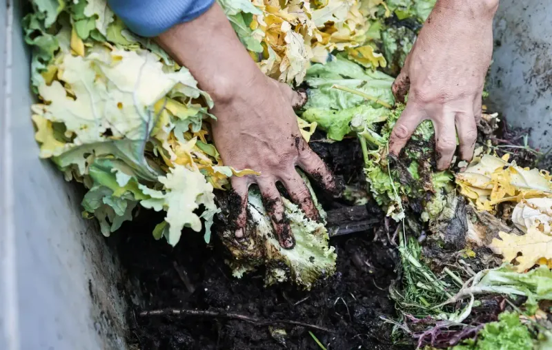 Treated Or Diseased Plant Waste Can Cause Trouble Later