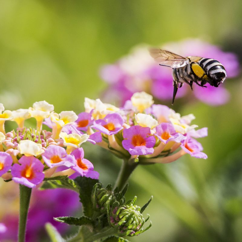 Treating Bee Habitat As Just Flowers Instead Of Food Plus Nesting Space Treating Bee Habitat As Just Flowers Instead Of Food Plus Nesting Space