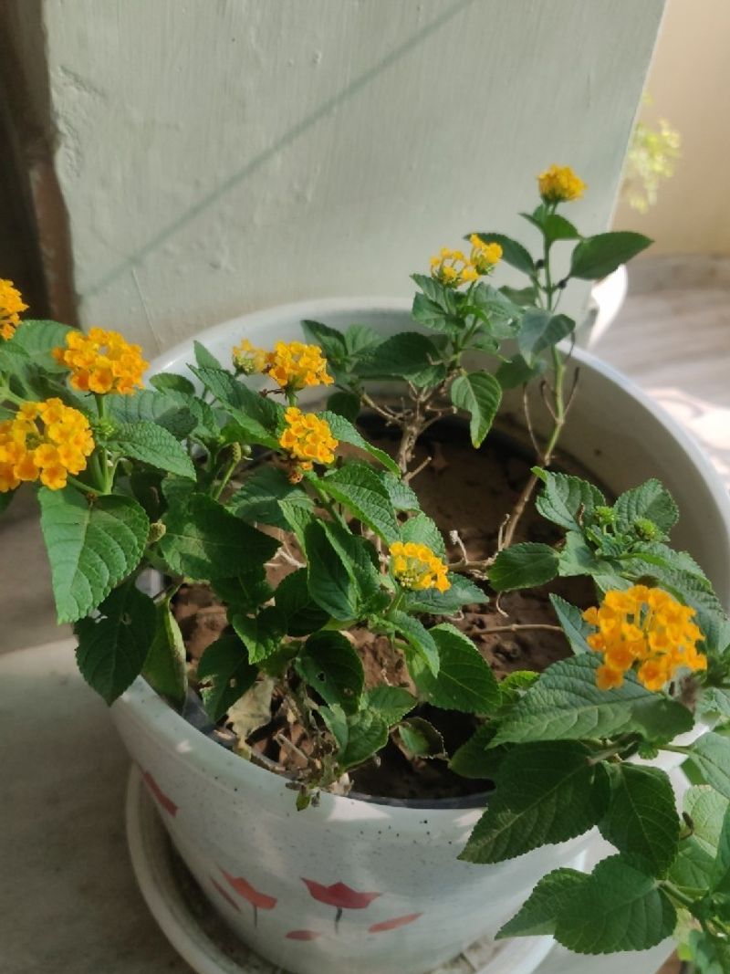 Treating Container Lantana Like In-Ground Lantana Treating Container Lantana Like In-Ground Lantana