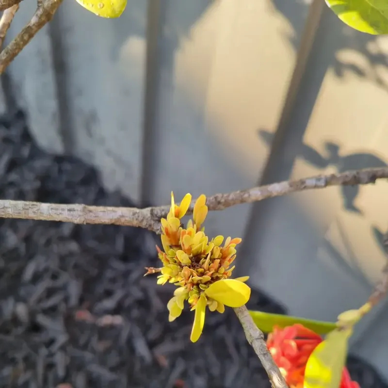 Treating Nutrient Deficiencies The Wrong Way