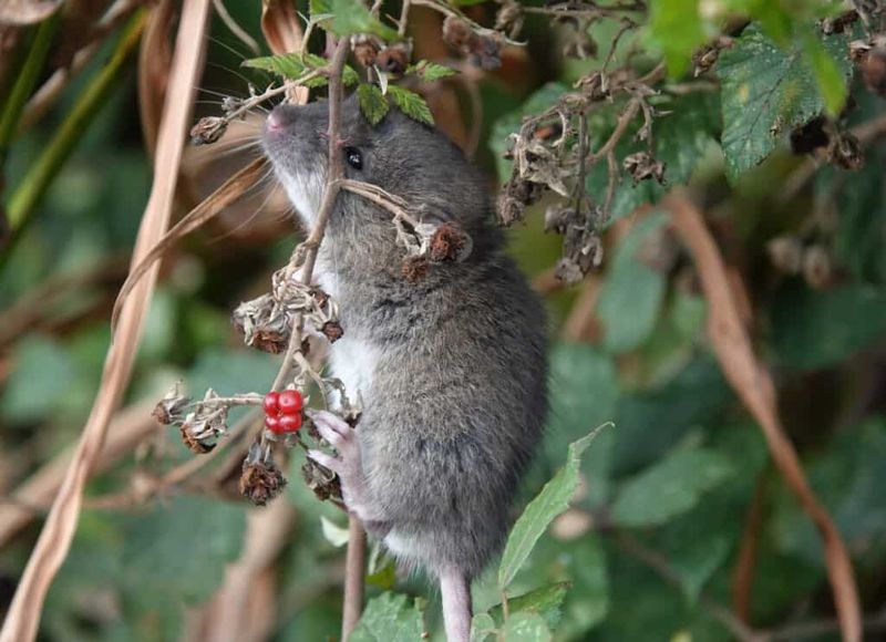 Tree Branches Hanging Too Close To The House Invite Climbing Tree Branches Hanging Too Close To The House Invite Climbing