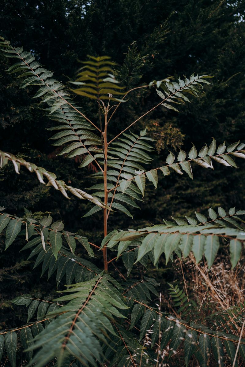 Tree Of Heaven