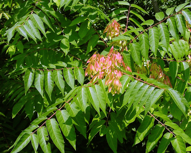 Tree-Of-Heaven