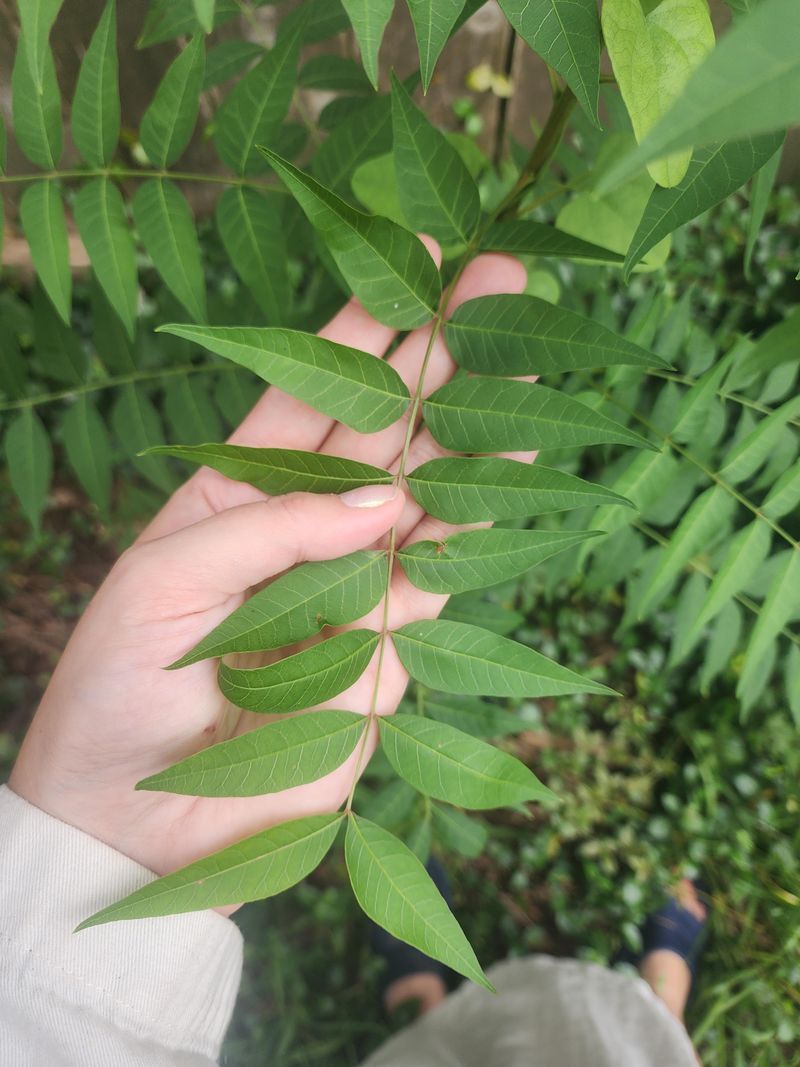 Tree Of Heaven Creates Dense Colonies That Push Out Native Plants Tree Of Heaven Creates Dense Colonies That Push Out Native Plants