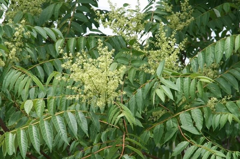 Tree-Of-Heaven Is Not A Shade Tree To Keep Around Tree-Of-Heaven Is Not A Shade Tree To Keep Around