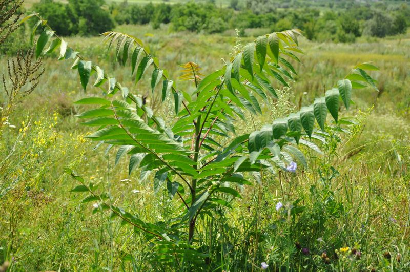 Tree Of Heaven Is The Spotted Lanternfly's Favorite Host Tree Tree Of Heaven Is The Spotted Lanternfly's Favorite Host Tree