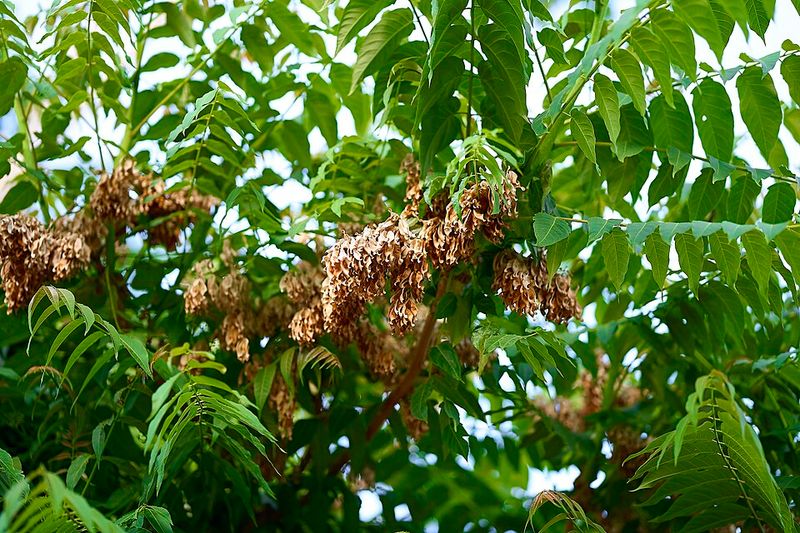 Tree Of Heaven Sends Up New Shoots Across A Yard Tree Of Heaven Sends Up New Shoots Across A Yard