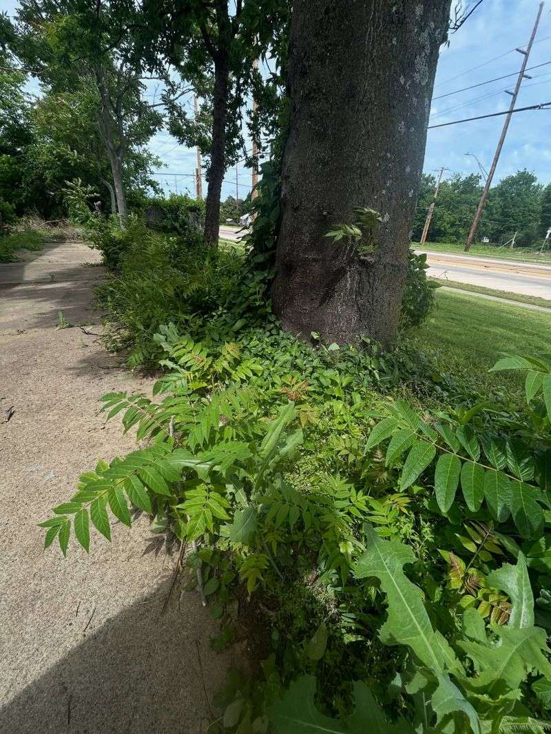 Tree Of Heaven Spreads By Roots And Seeds
